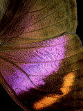 Kallimi Rumia Kassaiensis, Close up of Wing, Uganda Photographie par John & Jane Woolmer
