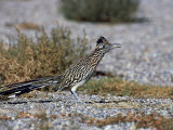 Greater Roadrunner, New Mexico Photographie par David Tipling