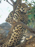 Leopard, Resting in Tree During Heat of the Day, Botswana Fotografisk tryk af Richard Packwood Leopard, Resting in Tree During Heat of the Day, Botswana Fotografisk tryk af Richard Packwood
