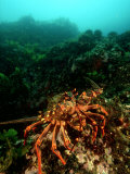 Red Crayfish, New Zealand Lámina fotográfica por Tobias Bernhard Red Crayfish, New Zealand Lámina fotográfica por Tobias Bernhard