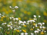 Meadow Saxifrage & Meadow Buttercups (Ranunculus Acris), UK Photographic Print by Mark Hamblin