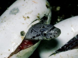 Everglades Rat Snake, Hatching, South Florida Photographic Print by David M. Dennis