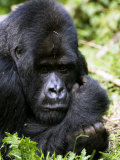 Mountain Gorilla, Silverback Portrait, Volcanoes National Park, Rwanda Photographie par Ariadne Van Zandbergen