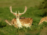 Fallow Deer, Buck in Velvet, UK Photographic Print by David Tipling