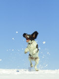 Springer Spaniel (4 Months Old) Jumping in Air to Catch Snow, February, Scotland Lámina fotográfica por Mark Hamblin Springer Spaniel (4 Months Old) Jumping in Air to Catch Snow, February, Scotland Lámina fotográfica por Mark Hamblin