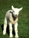 David Tipling - Lamb, March, Wiltshire Fotografická reprodukce David Tipling - Lamb, March, Wiltshire Fotografická reprodukce