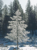 Douglas Fir, with Frost, USA Lámina fotográfica por Stan Osolinski Douglas Fir, with Frost, USA Lámina fotográfica por Stan Osolinski