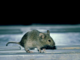 House Mouse, Mus Musculus Photographic Print by Liz Bomford