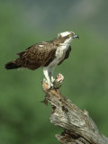 Osprey, Pandion Haliaetus Male on Branch with Fish Scotland, UK Photographie par Mark Hamblin