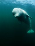 Beluga Whale, St. Lawrence River Photographie par Nick Caloyianis