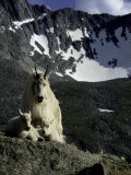 Wild Goats on Mountain, Boulder Print by Michael Brown