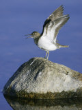 Common Sandpiper, Calling with Wings Raised, Scotland Lámina fotográfica por Mark Hamblin Common Sandpiper, Calling with Wings Raised, Scotland Lámina fotográfica por Mark Hamblin