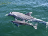 Bottlenose Dolphins Adult and Young, Honduras Photographic Print by Daniel J. Cox