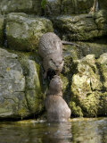 Asian Short Clawed Otters, Pair of Otters Greeting on a Waterfall, Earsham, UK Photographic Print by Elliot Neep