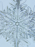 Snowflake, Close Up Photographic Print by Edward Kinsman