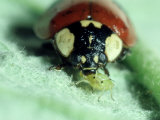 2-Spot Ladybird, Adult Feeding on Aphid Photographic Print by Harold Taylor