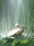 Brown Pelican, Adult, Rehab Zoo Animal Photographic Print by Stan Osolinski