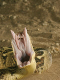 Puff Adder, Striking, UK Lámina fotográfica por Tony Allen Puff Adder, Striking, UK Lámina fotográfica por Tony Allen