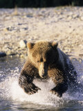 Alaskan Brown Bear, Large Male Catching Salmon in Water, Alaska Photographic Print by Daniel Cox