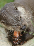 European Otter, Eating Salmon, Sussex, UK Lámina fotográfica por Elliott Neep European Otter, Eating Salmon, Sussex, UK Lámina fotográfica por Elliott Neep