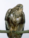 Buzzard, UK Lámina fotográfica por Les Stocker