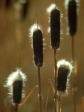 Cat Tails, Seedheads, Wyoming, USA Photographie par Stan Osolinski