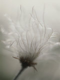 Dandelion Flower in Ivvavik National Park, Yukon Territory, Canada Fotografisk tryk af Michael Melford
