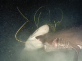 Sixgill Sharks Battle Outside of a Submersible Photographie par Emory Kristof