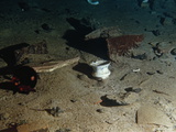Ceramic Bowl and Other Debris from the R.M.S. "Titanic" Photographie par Emory Kristof