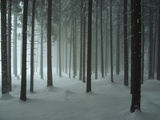 Snow Covers a Spruce Forest Photographic Print by John Eastcott & Yva Momatiuk