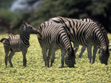 Zebras (Equus Burchelli) with a Two-Month Old Colt Graze in a Field Fotografisk trykk av Des & Jen Bartlett