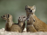 Yellow Mongooses Share Burrow Systems with Ground Squirrels Fotografisk trykk av Des & Jen Bartlett