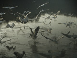 A Wood Ibis Alights Among Egrets in Mrazek Pond Photographic Print by Medford Taylor