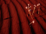 Billybutton Daisies, Now Dried, are Remnants of the Scant Desert Rain Photographic Print by Medford Taylor