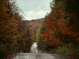 Fall Foliage and a Distant Deer Photographed Near Grand Marais Photographic Print