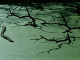 Slough Covered with Duckweed Photographic Print by Raymond Gehman