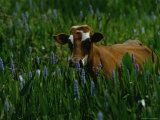 A Cow Stands in a Field of Green Grass and Purple Heather Fotografie-Druck von Raymond Gehman