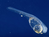 Larvae of the Striped Bass Photographic Print