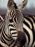 A Close View of a Plains Zebra Lámina fotográfica