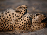 Not Even a Swarm of Flies Disturbs an African Cheetahs After-Dinner Catnap Photographic Print