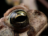 The Eye of an American Toad Photographic Print by George Grall