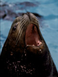A Close View of a Captive Seal Vocalizing Photographic Print