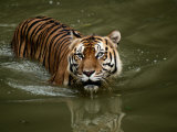A Captive Sumatran Tiger Takes a Cooling Dip in the Water Photographic Print
