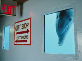 A Curious Dolphin Peeks Through a Window at the Local Aquarium Photographic Print by Joel Sartore