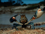 Close View of a Yabby, a Small Freshwater Crayfish Photographic Print