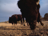 American Bison Grazing at the Seven W Ranch in Montana Photographic Print by Sam Abell
