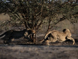 A pair of African cheetahs chase each other around a tree Lámina fotográfica