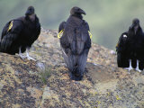 Three Juvenile California Condors Perch on a Rock Photographic Print by Joel Sartore