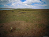A Utah prairie dog pops out of his burrow Lámina fotográfica A Utah prairie dog pops out of his burrow Lámina fotográfica
