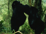 Two Gorillas Confront Each Other Photographic Print by Michael Nichols